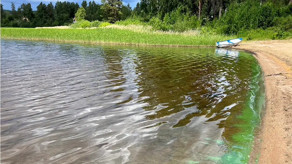 Misstänkt algblomning Florsjöns badplats