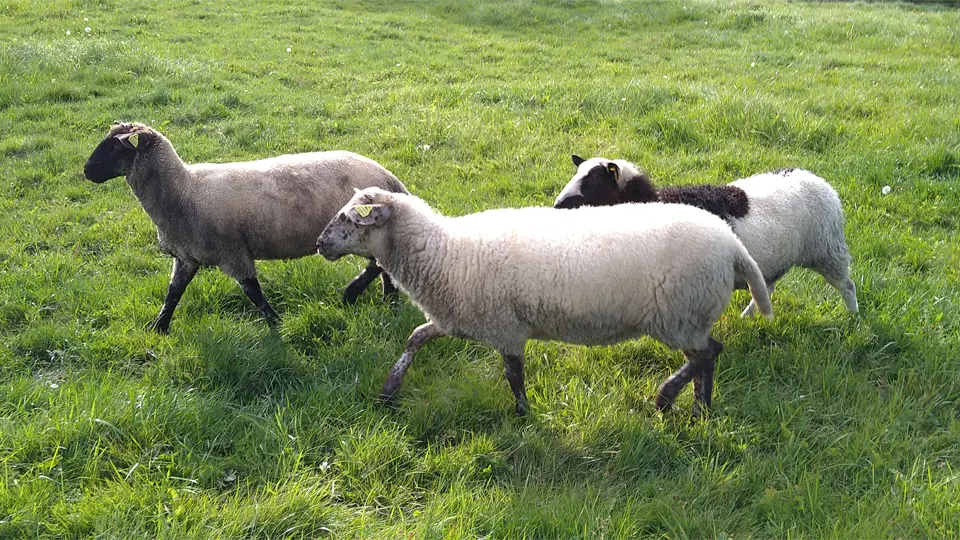 Tre får som springer på gräs